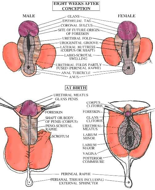 Comparaison des organes sexuels mâles et femelles