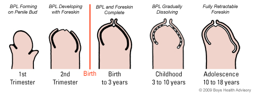 schema developpement penis prepuce gland