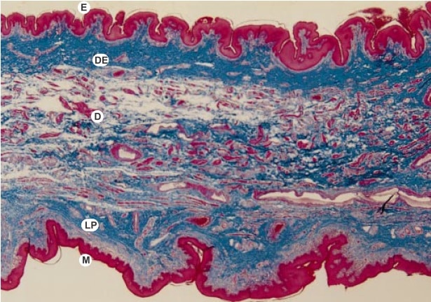 observation prepuce au microscope