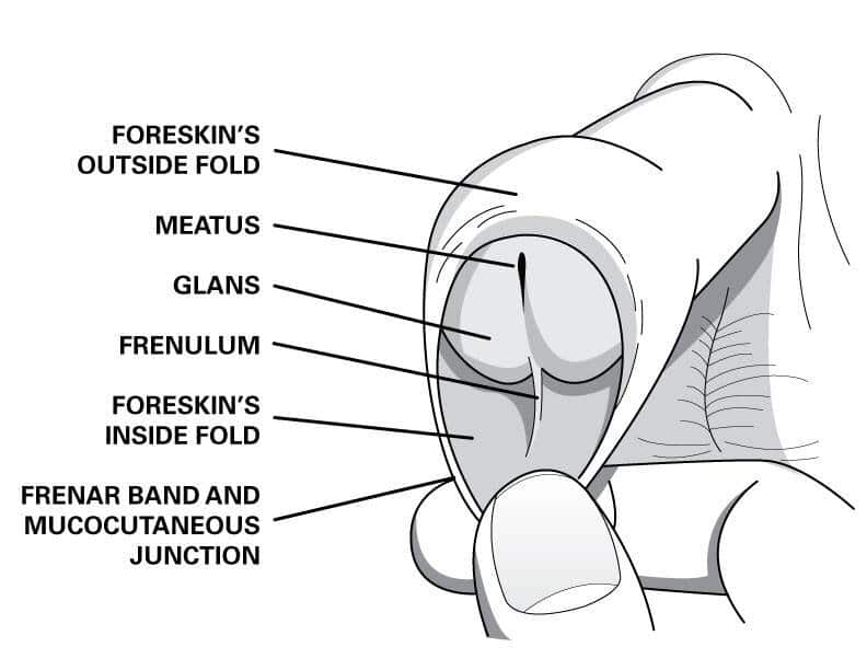penis avec prepuce tire pour observation
