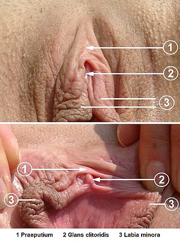 vulve avec prepuce recouvrant gland du clitoris puis retracte