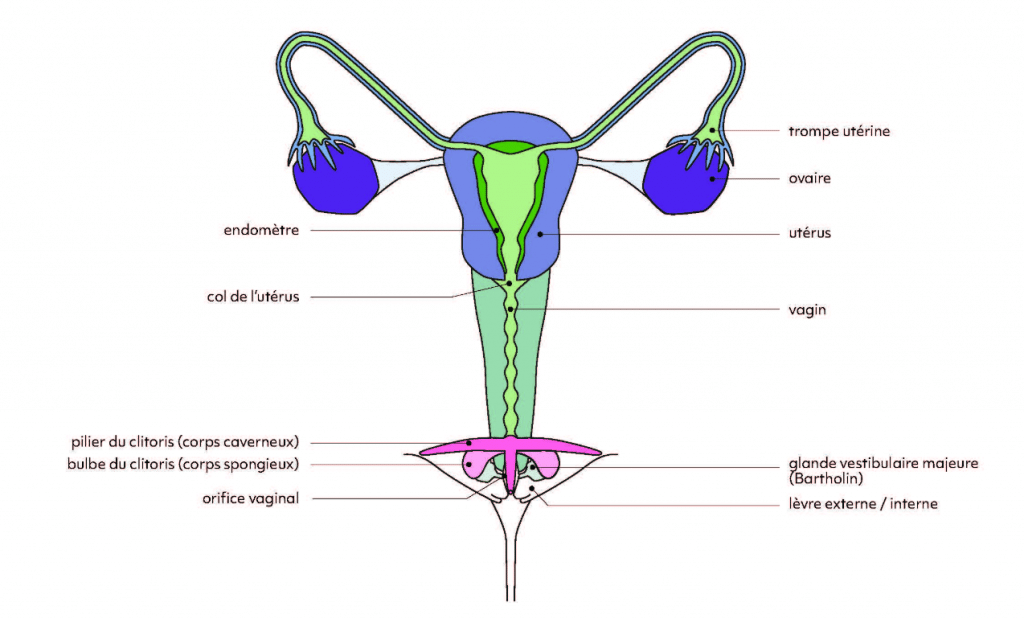 schema appareil genital feminin avec clitoris